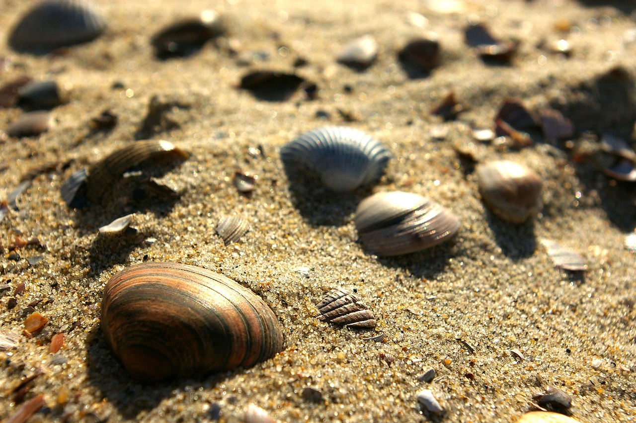 shells sand beach free photo