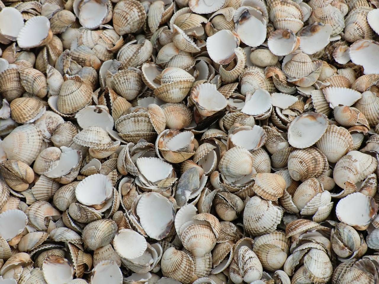 shells beach nature free photo
