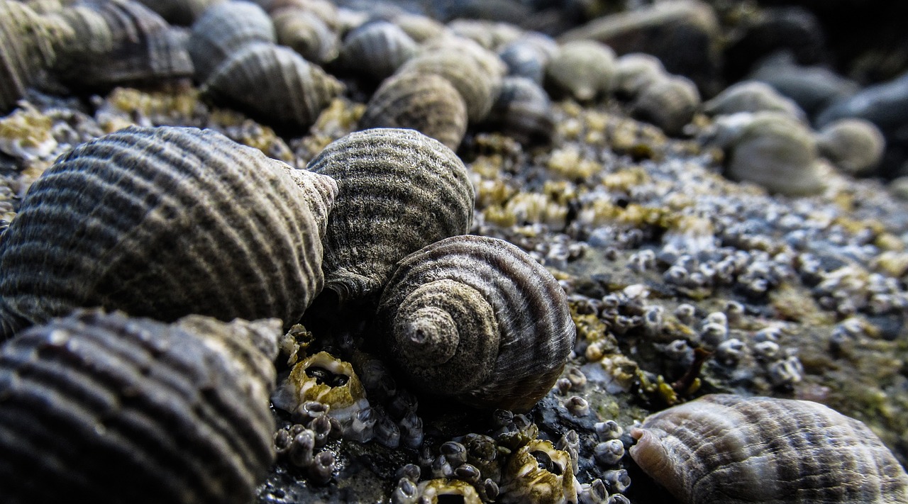shells seashell sea free photo