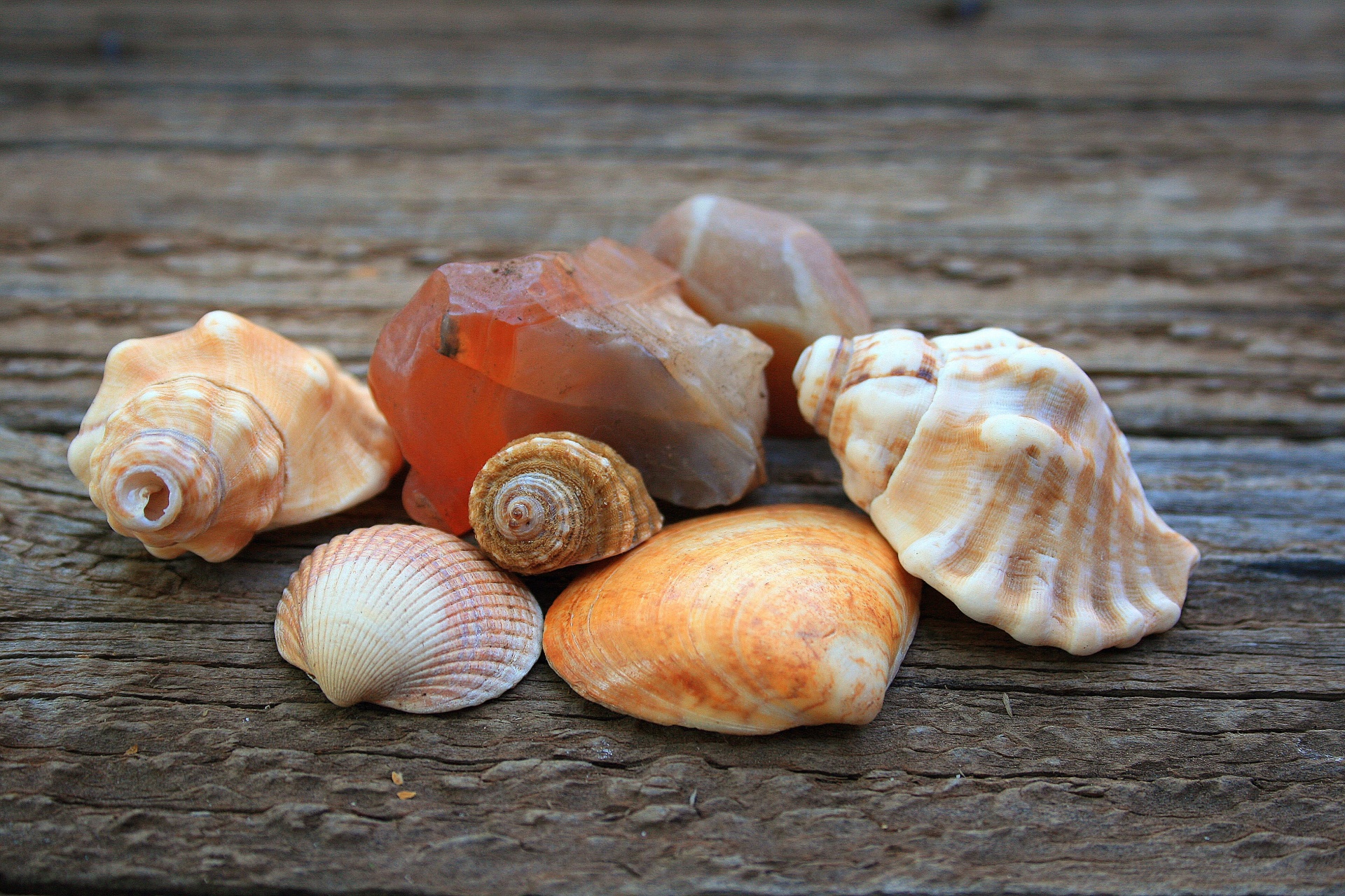 Sea shells,assorted,stone,semi-precious,orange - free image from