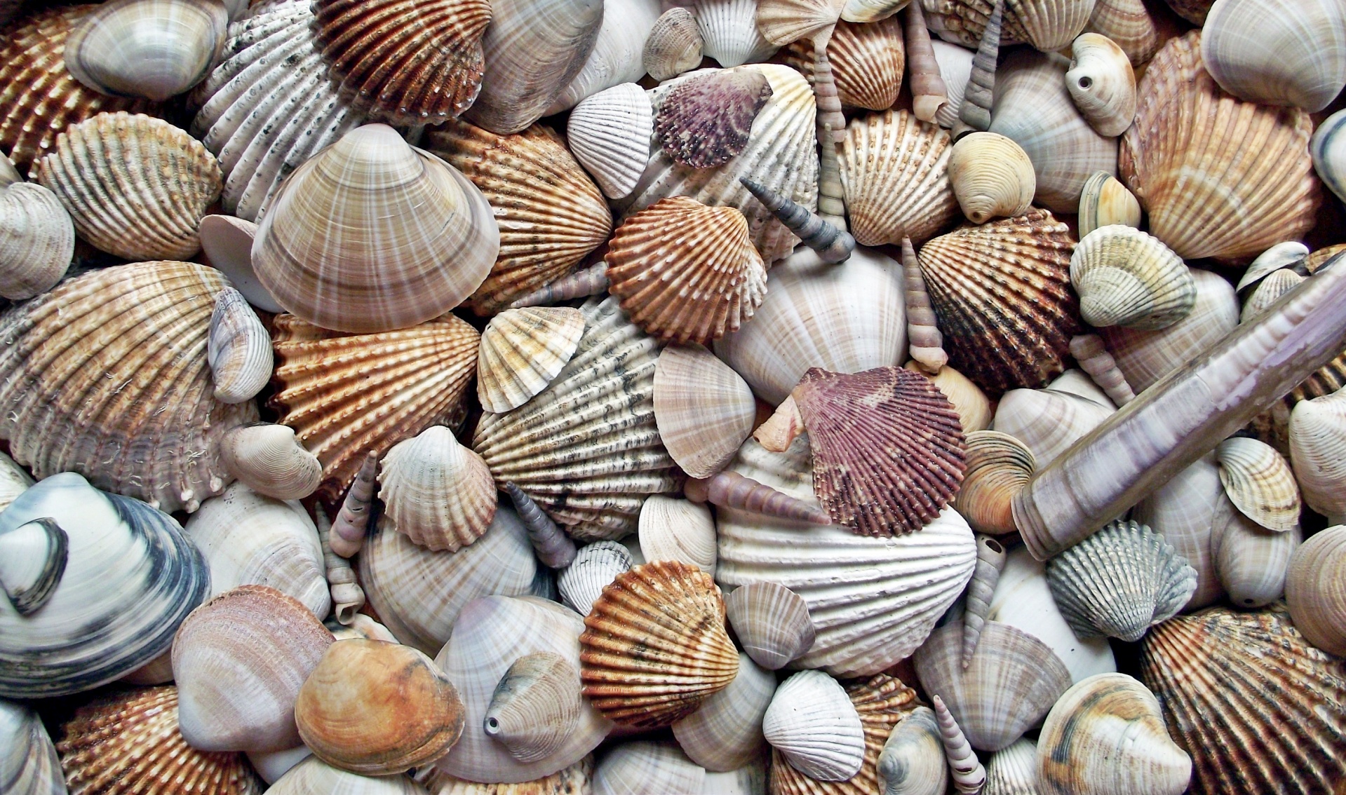 A pile of seashells