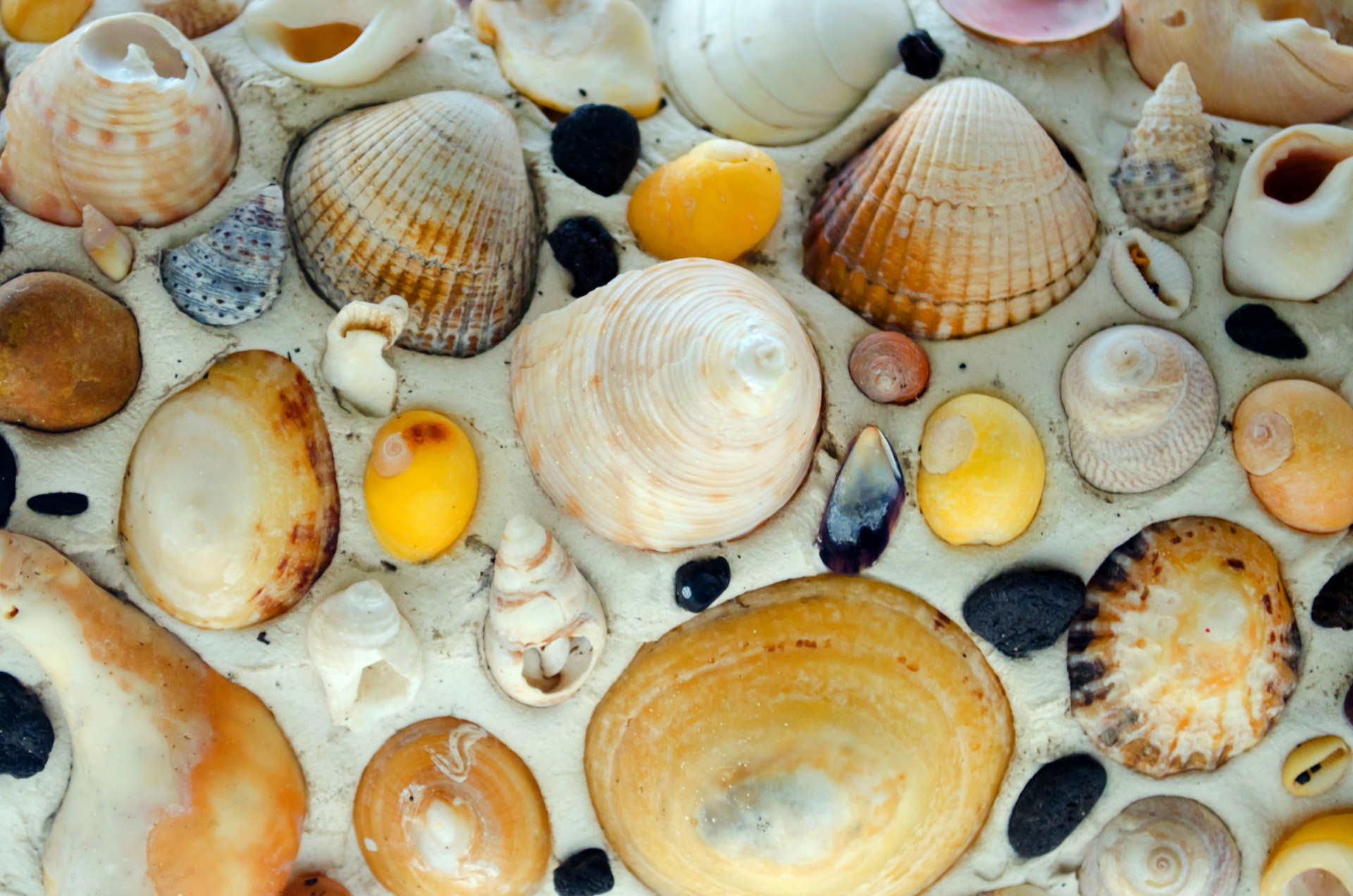shell sea beach free photo