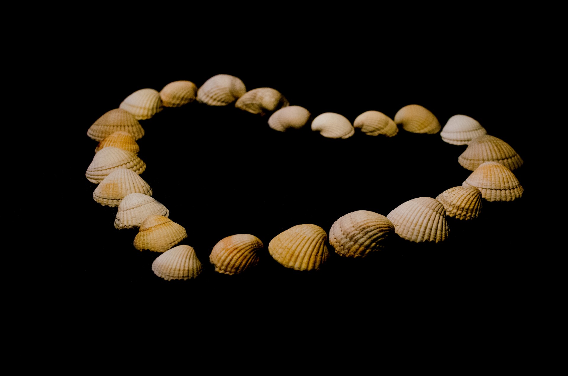 shell shells heart free photo