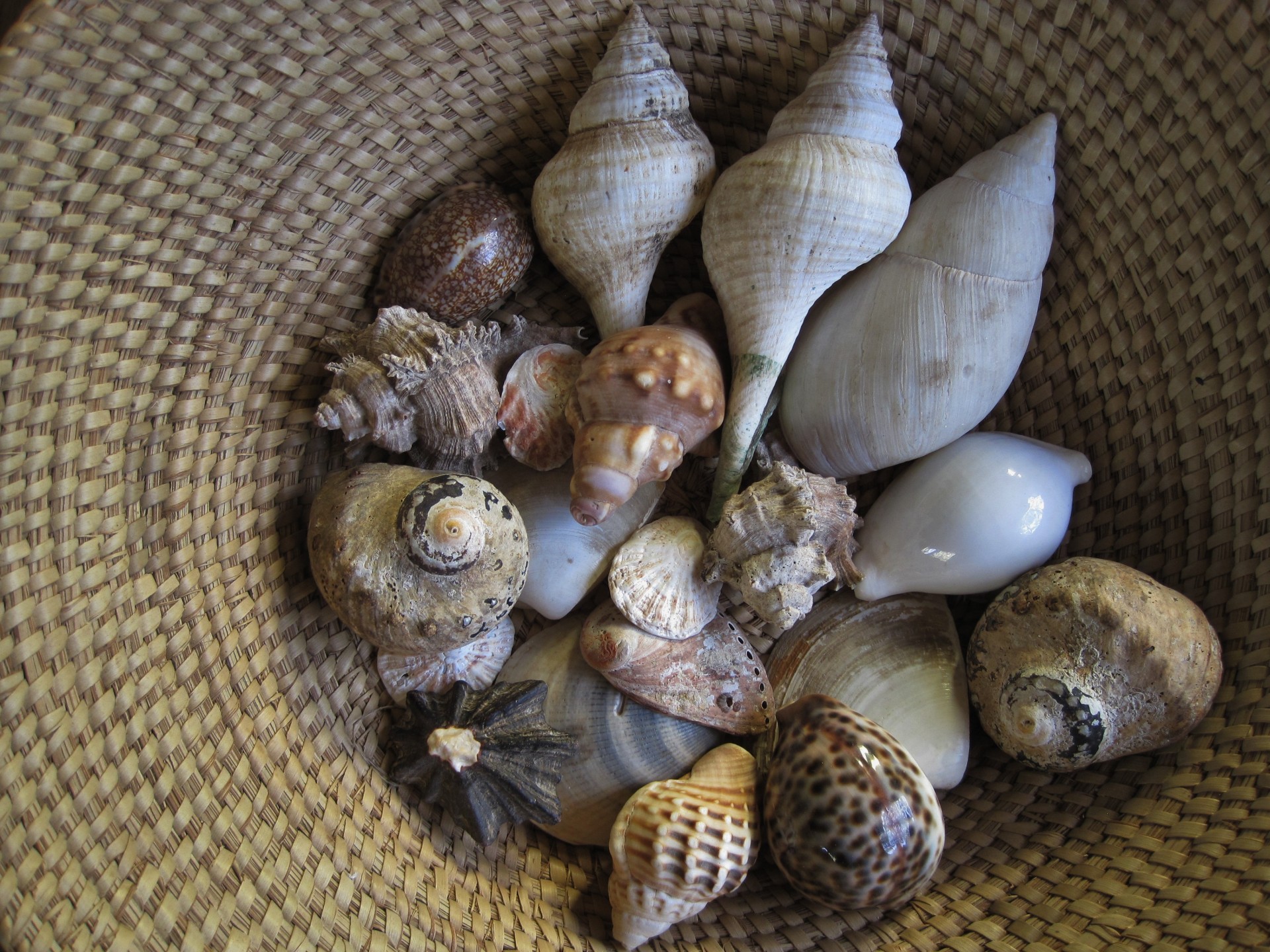 basket container sea shells free photo