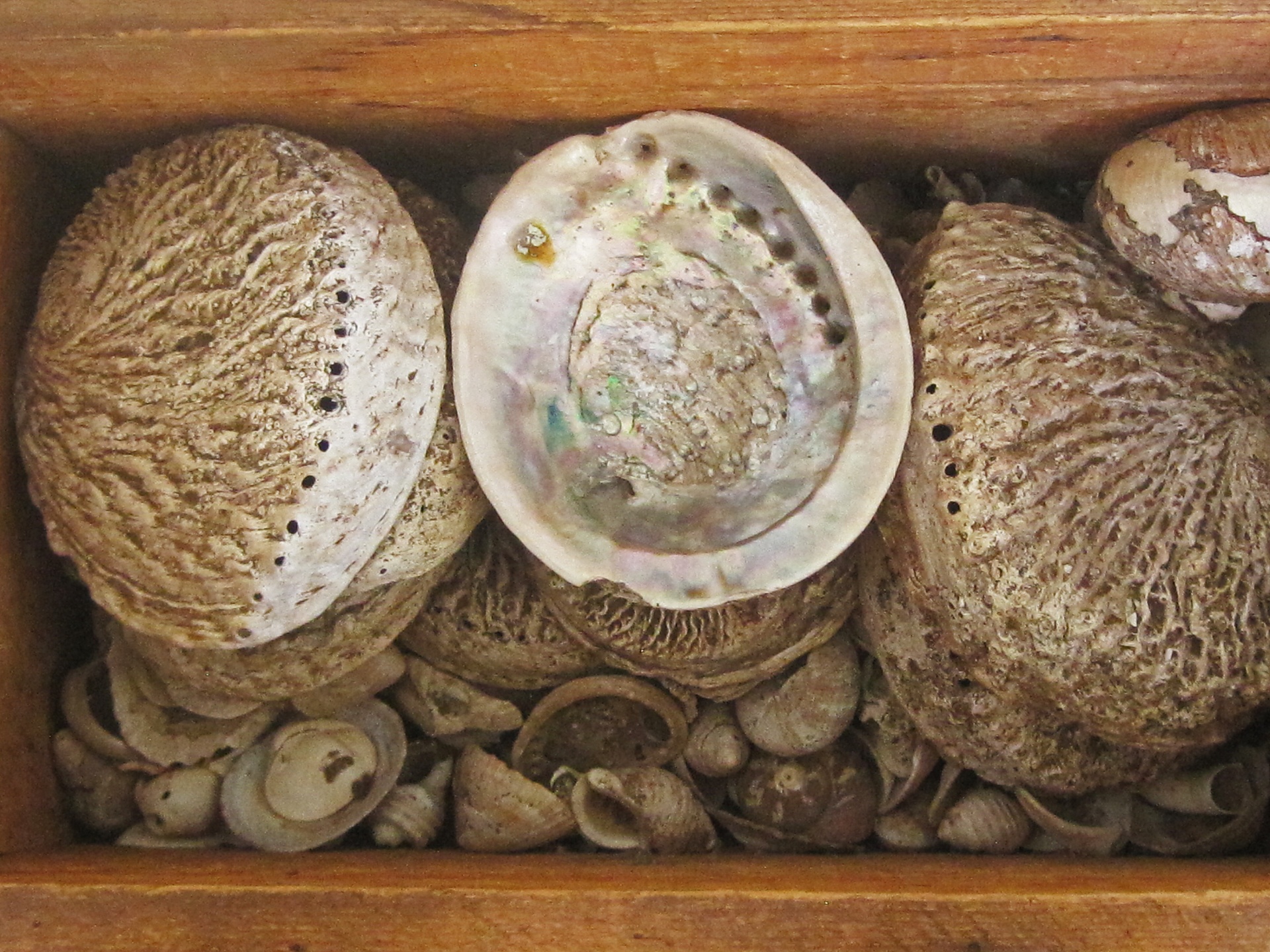 sells seashells abalone free photo