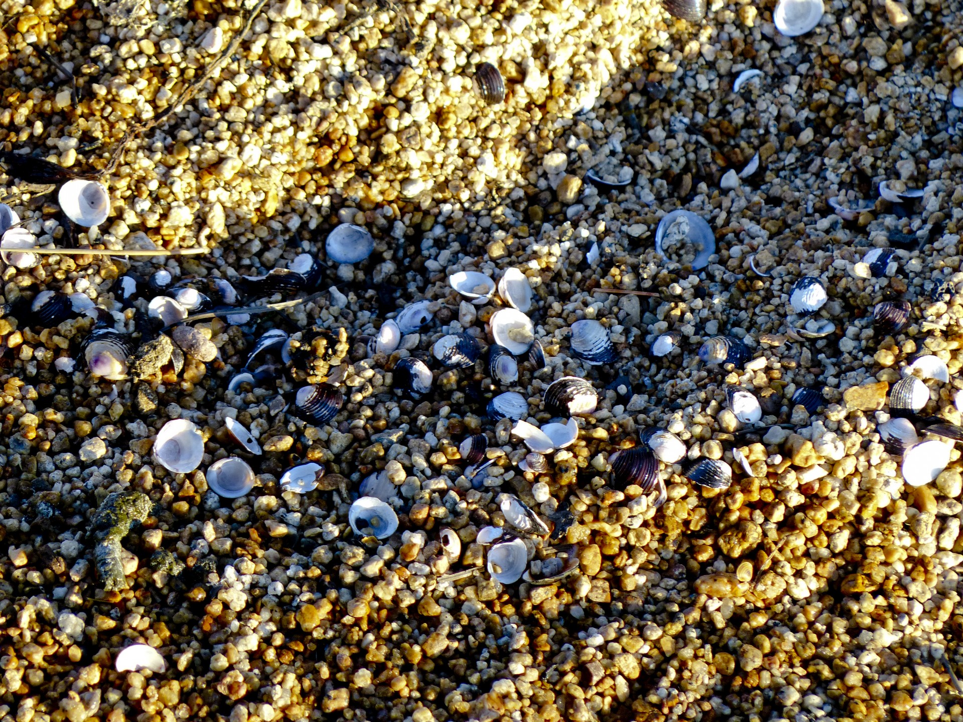 shell shells sand free photo