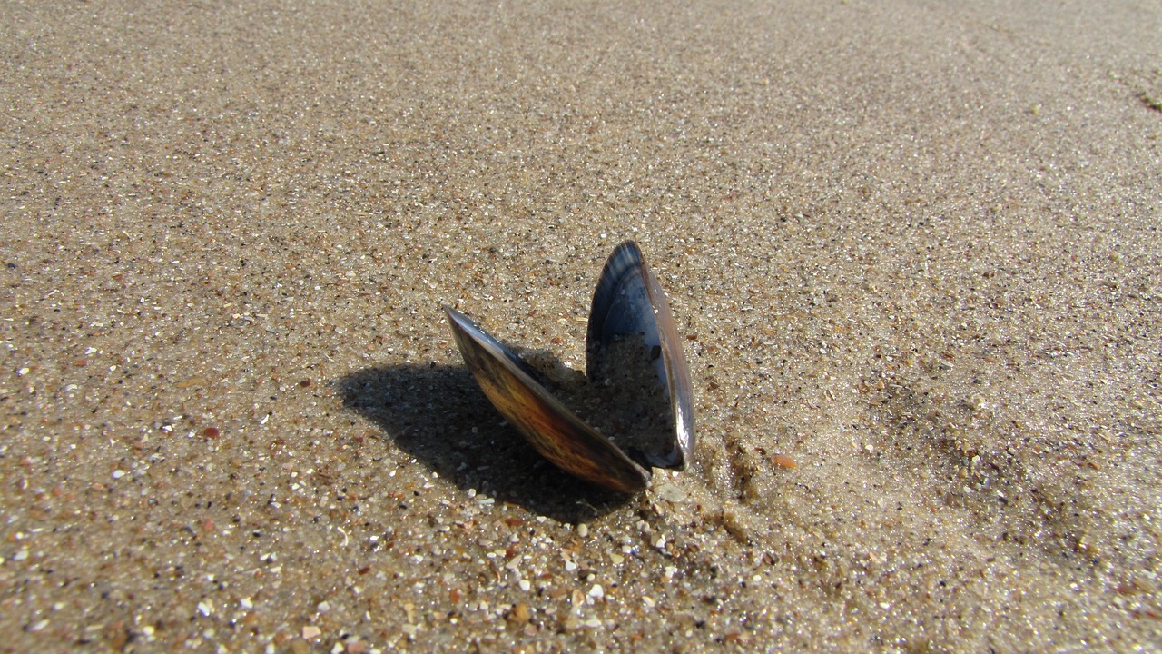 shells on the beach sand shell free photo