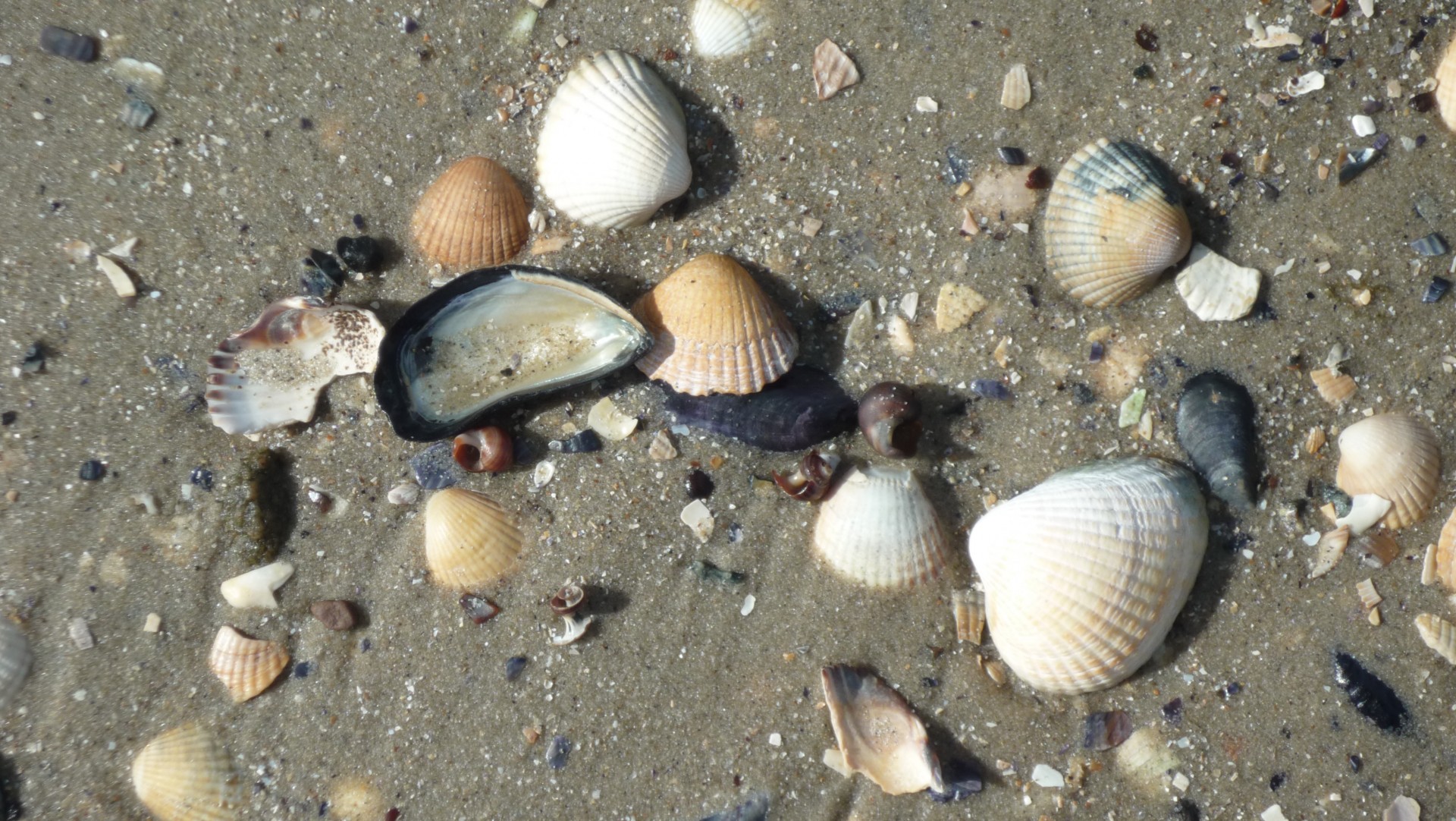 shells sand shells on the beach free photo