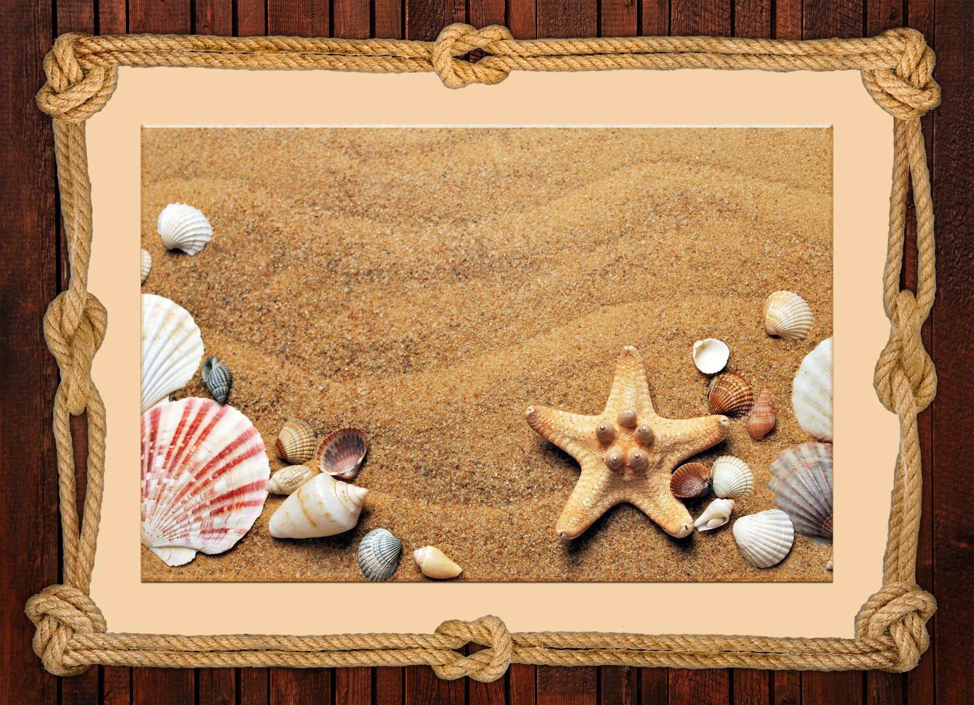 shells shell seashells free photo