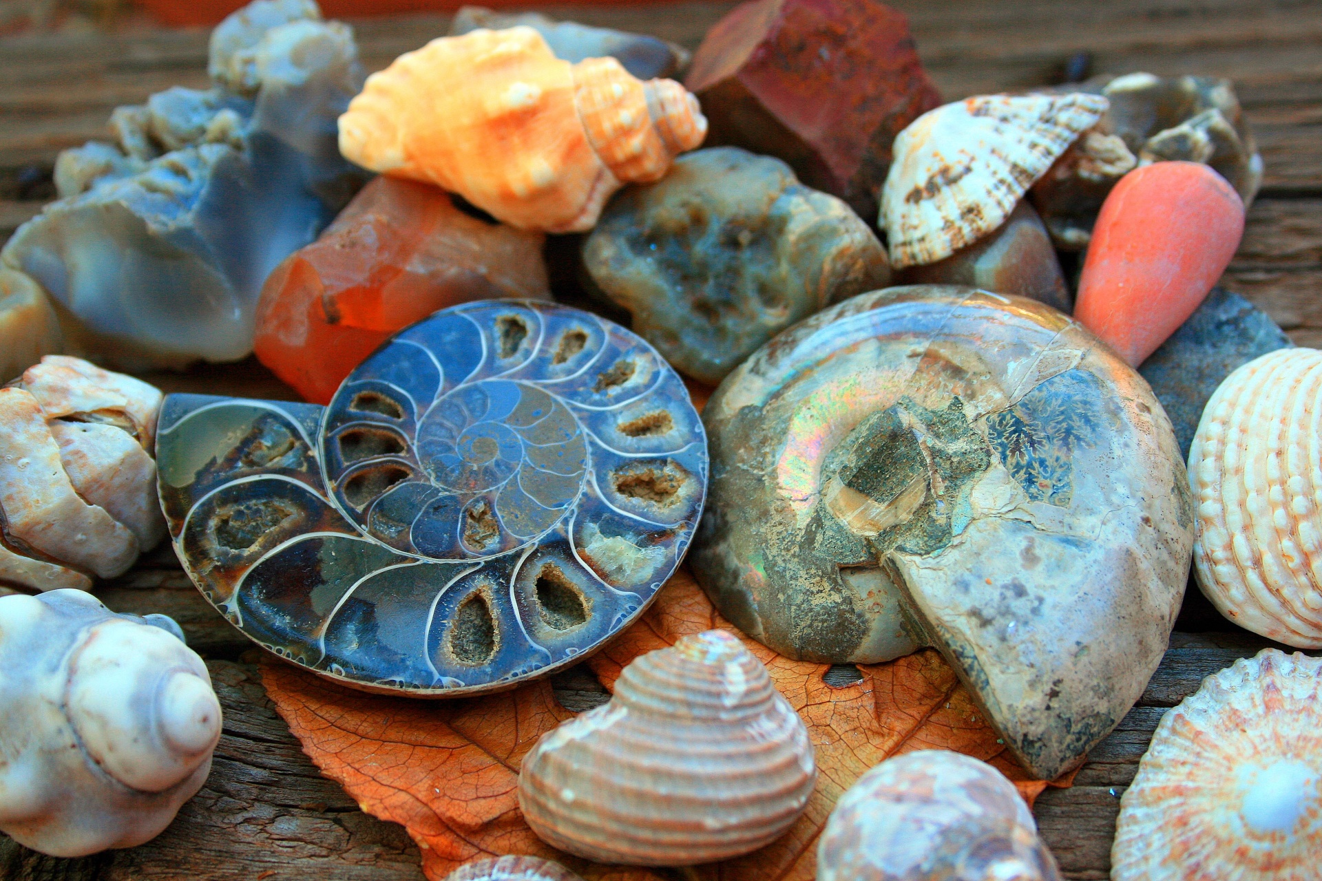sea shells assorted fossil free photo