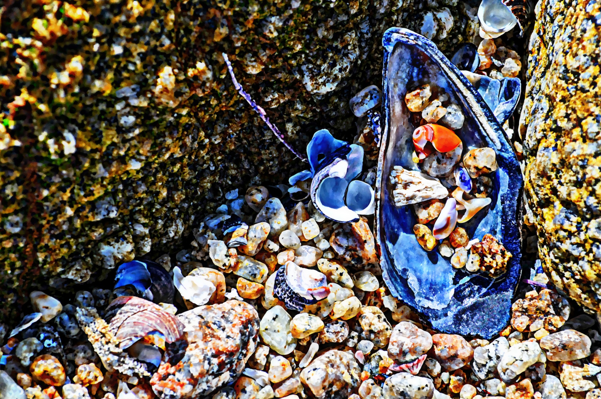 seashell seashells mussel shell free photo
