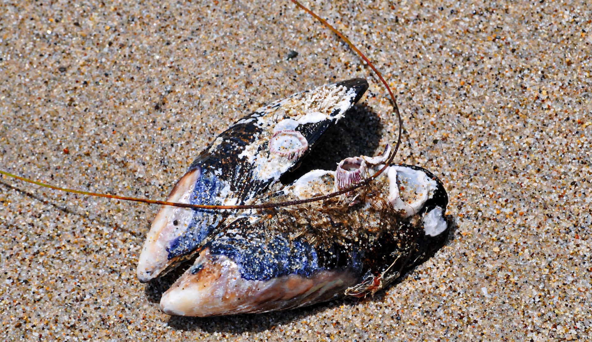 mussel shells sea free photo