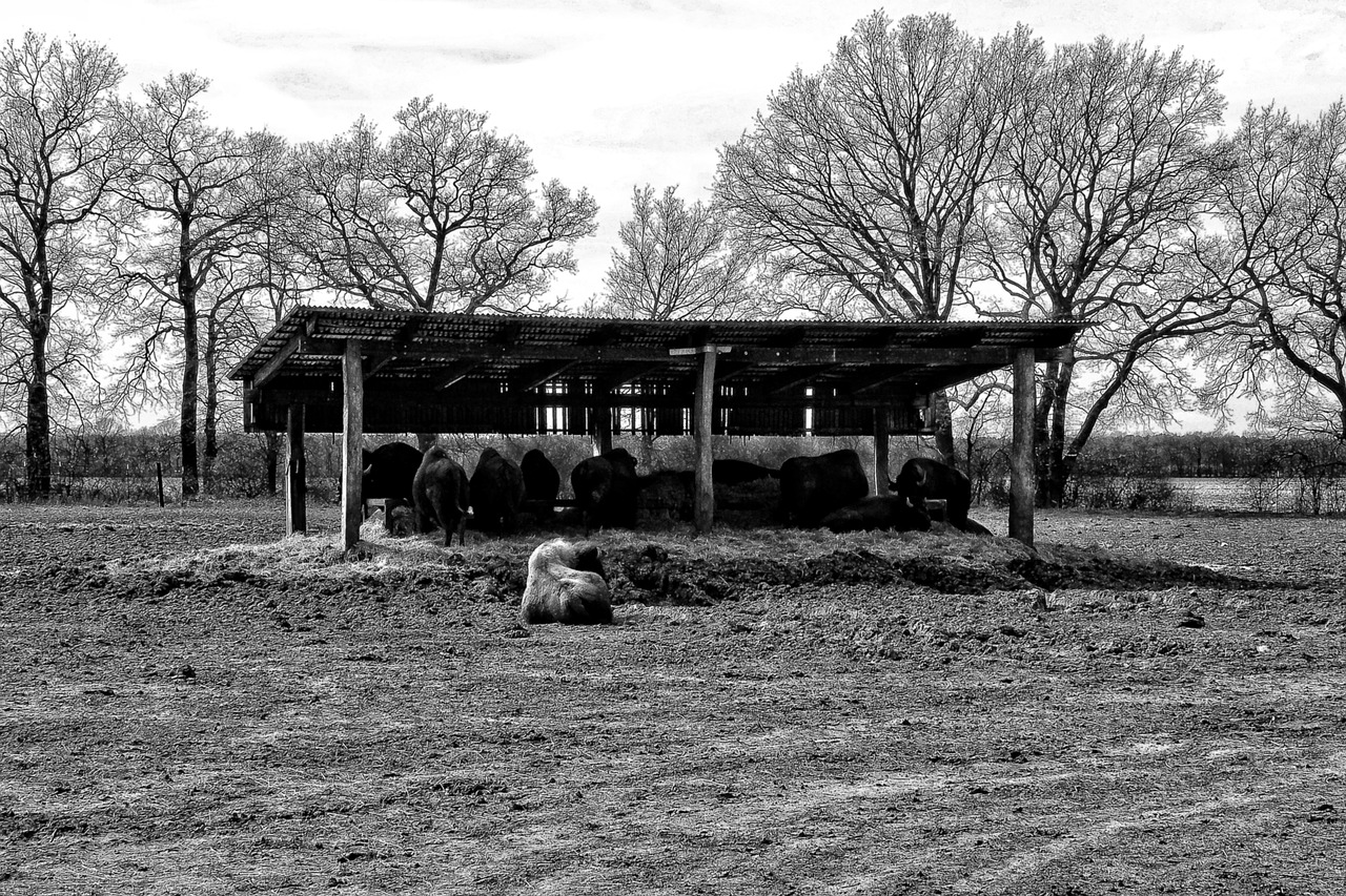 shelter bisons buffalo free photo