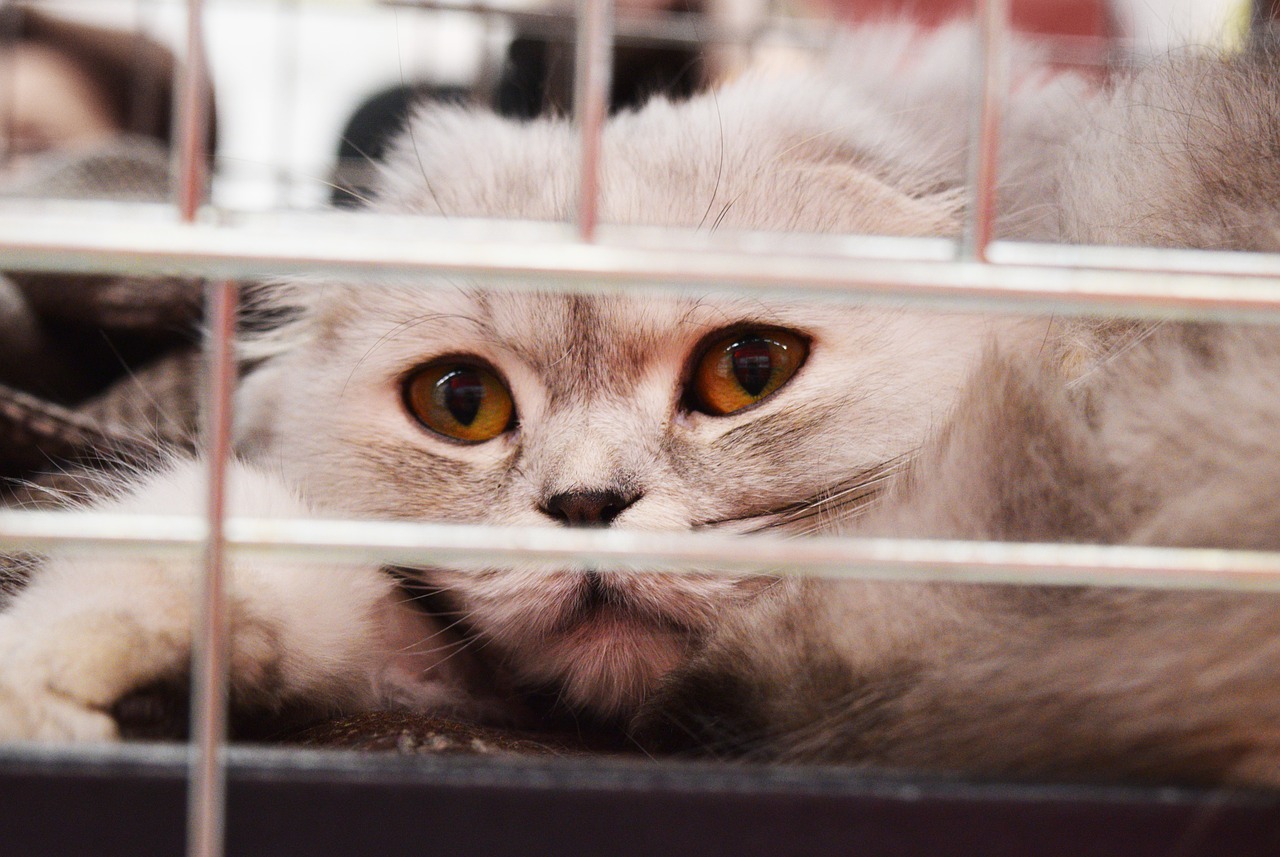 shelter cat cage adoption free photo
