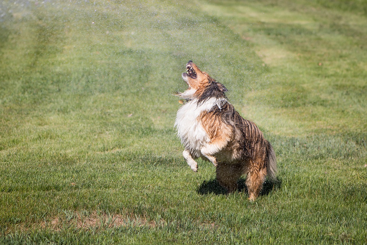 shelti  sprinkler  wet dog free photo