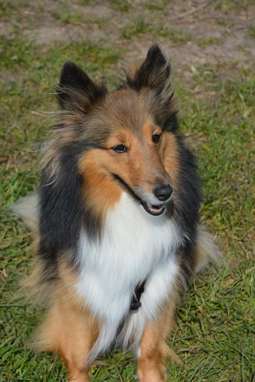 long-haired collie dog cute free photo
