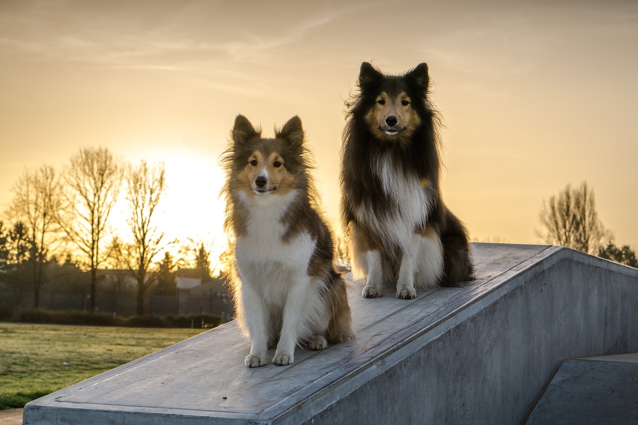 shelties dogs concrete free photo