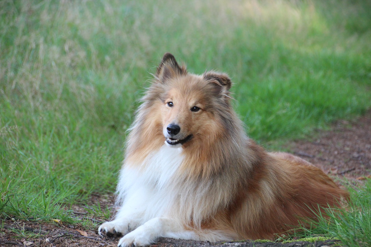 shelties  dogs  shetland sheep dog free photo