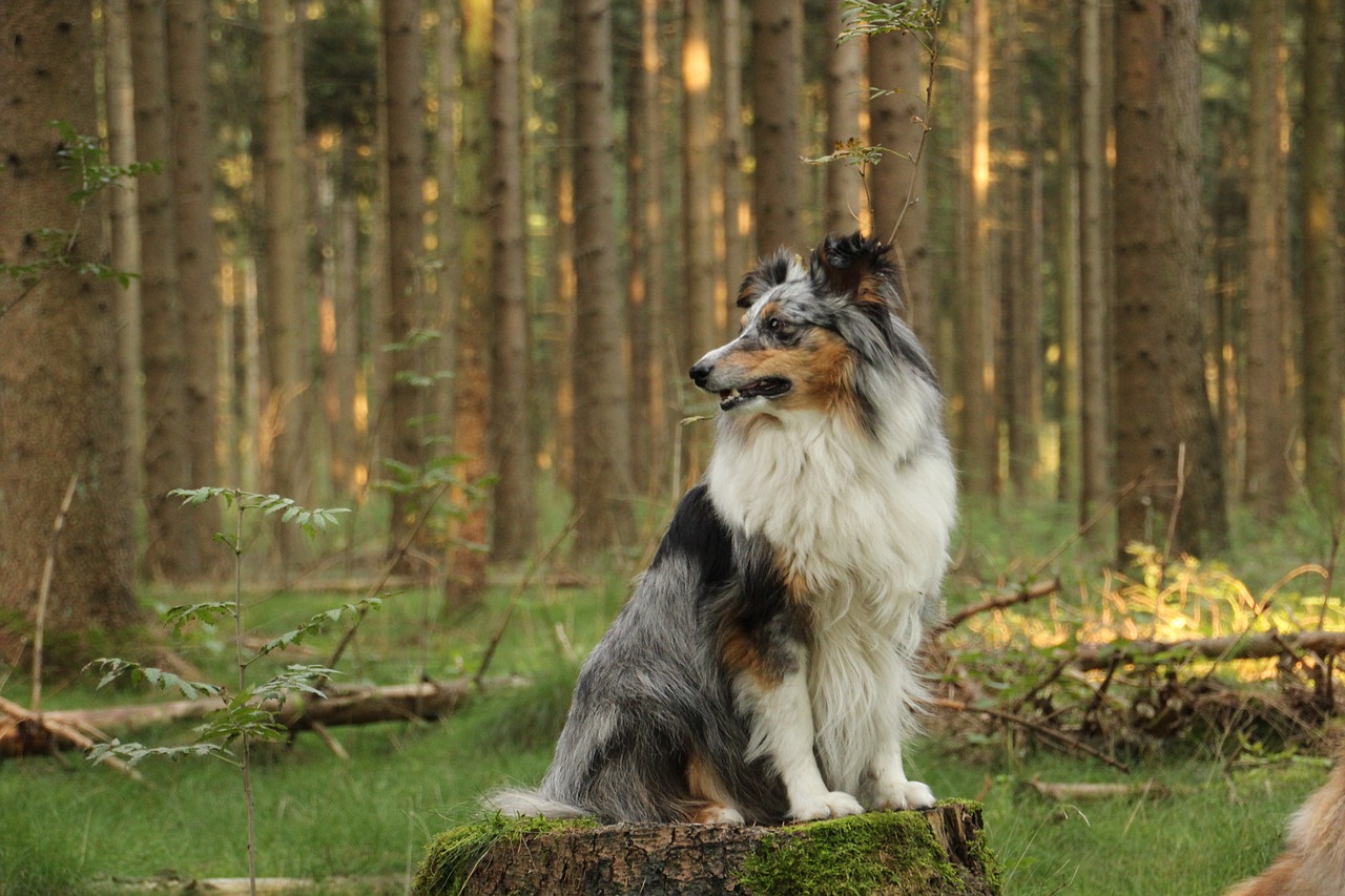 shelties  dogs  shetland sheep dog free photo