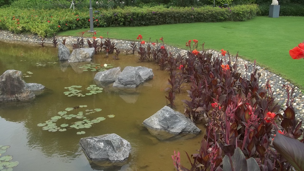 shenzen water lily goldfish free photo