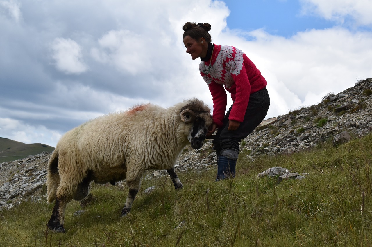 shepherd ram sheep free photo