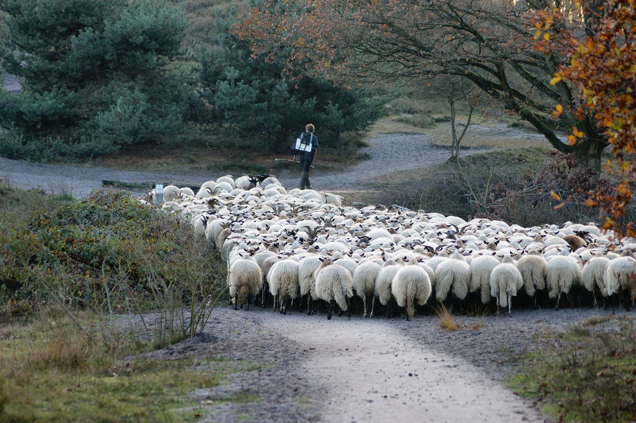 shepherd  sheep  herd free photo