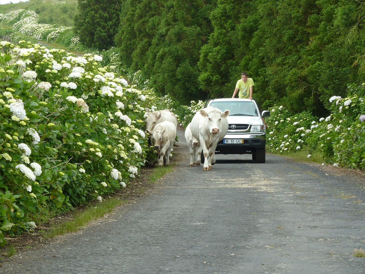 shepherd cow pico free photo