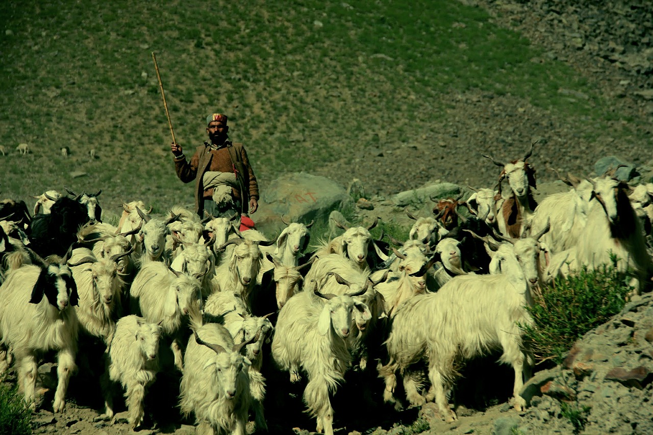 shepherd ladakh india free photo