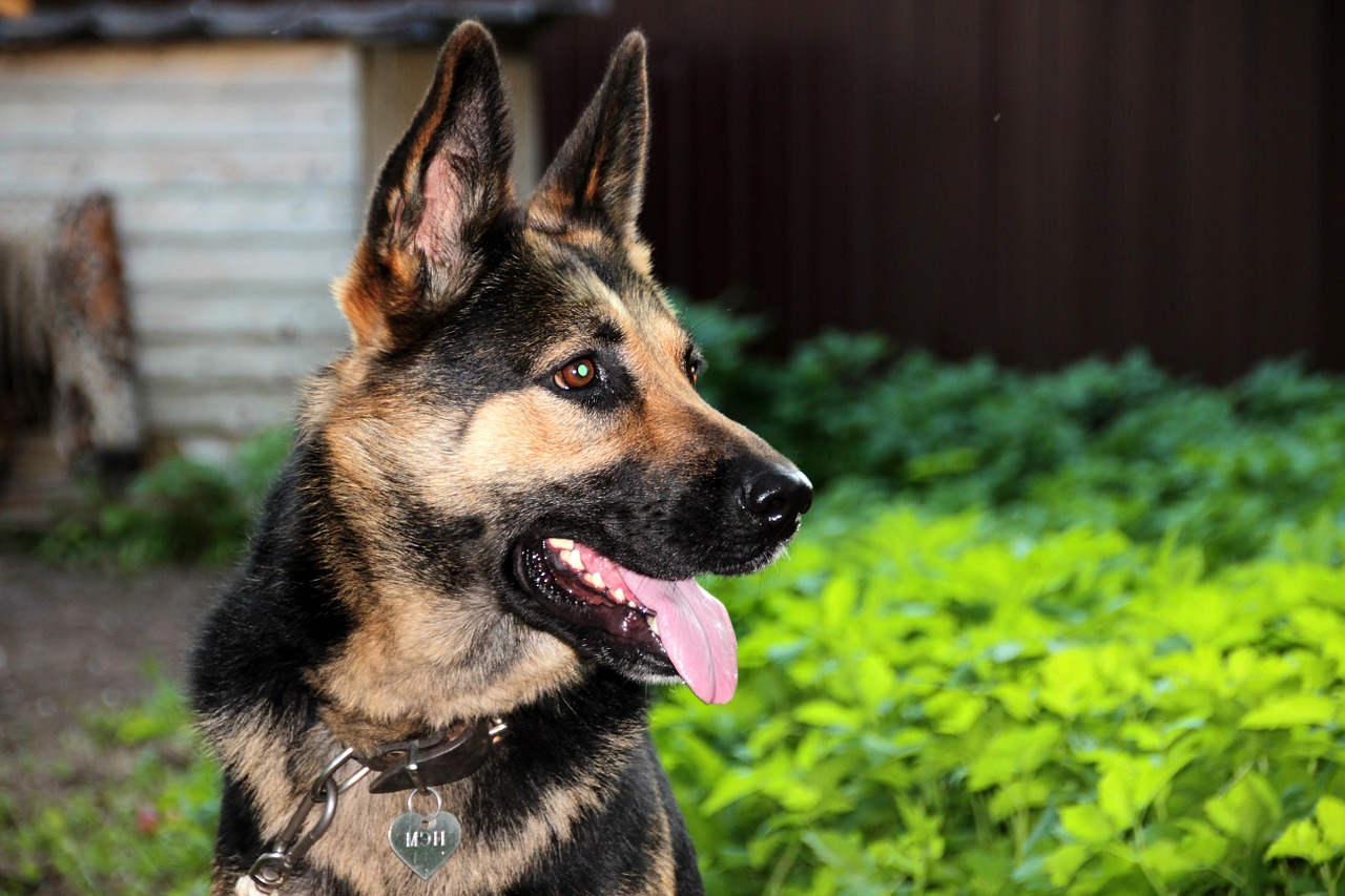 shepherd german shepherd portrait free photo