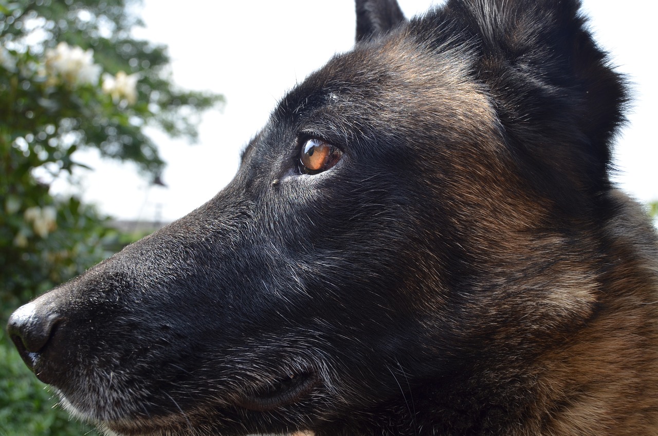 shepherd dog belgian malinois dog free photo