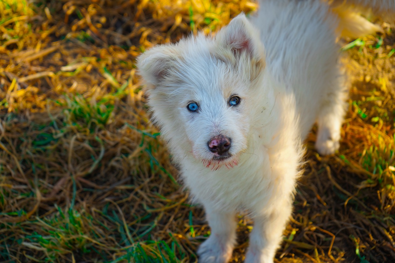 shepherd dog  puppy  dog free photo