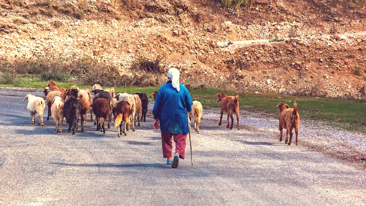 shepherdess schäfer goats free photo