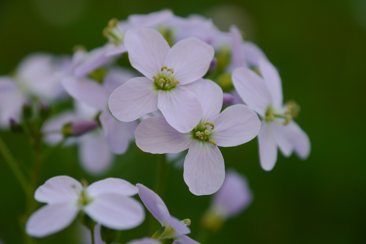 shepherd's purse flowers violet free photo