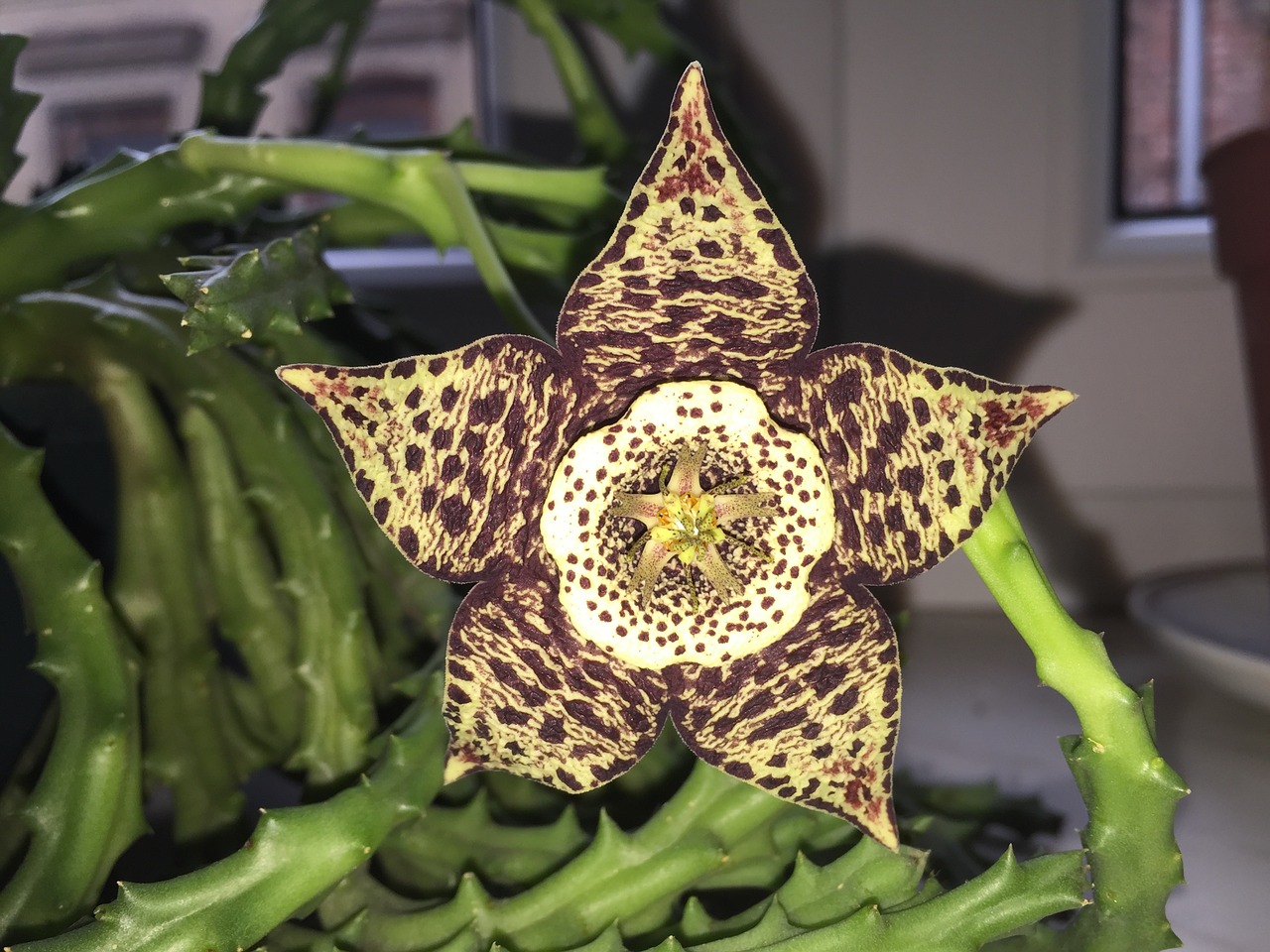 sheriff star succulent flower free photo