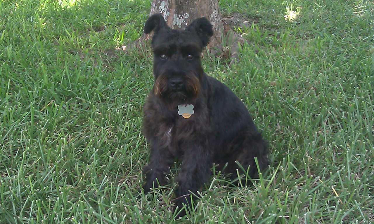 mini schnauzer stud free photo