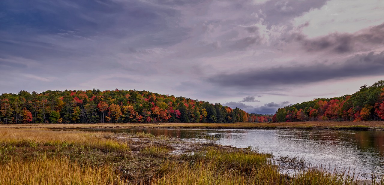 sherman lake  marsh  vermont free photo