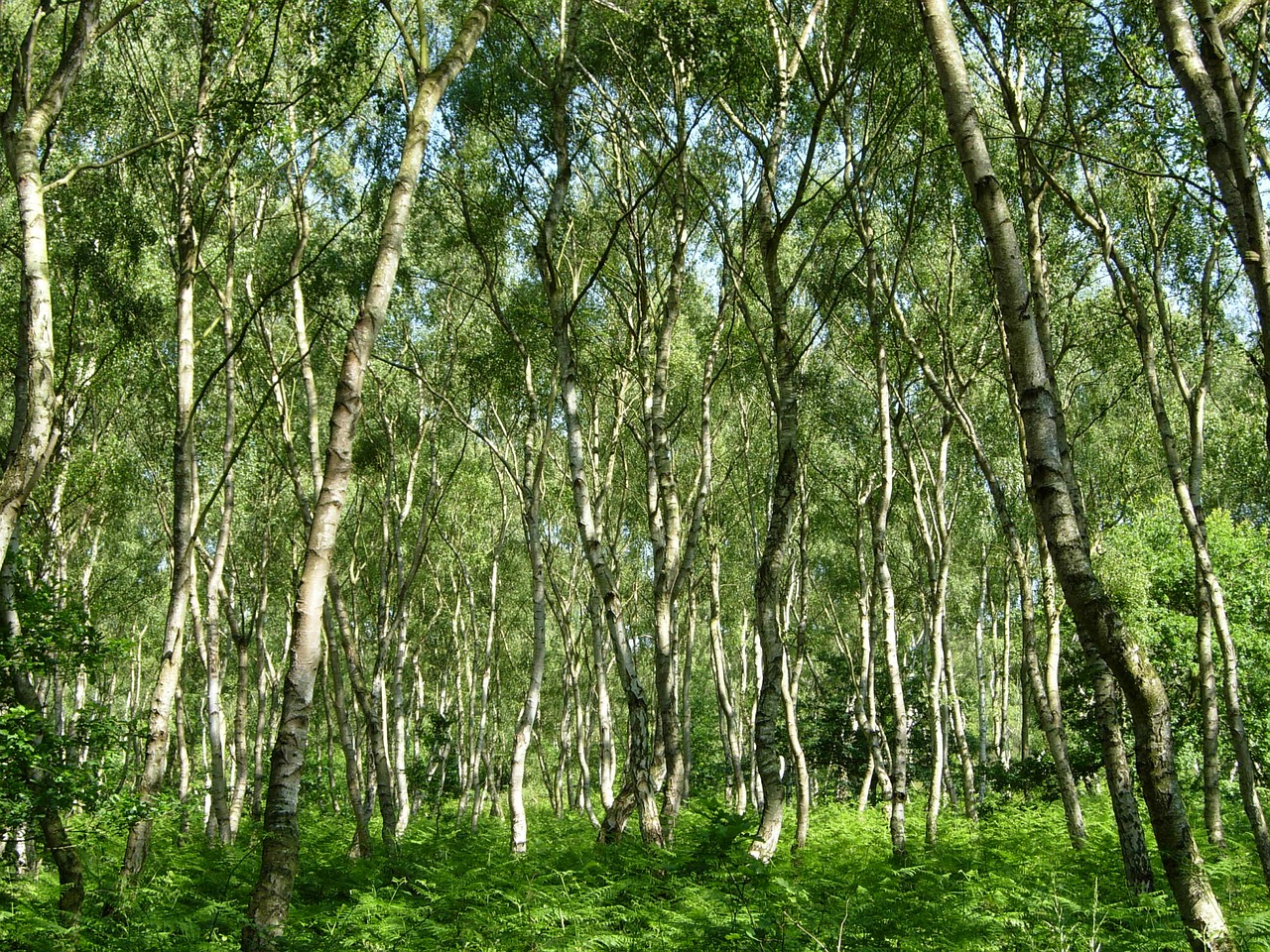 sherwood forest trees green free photo