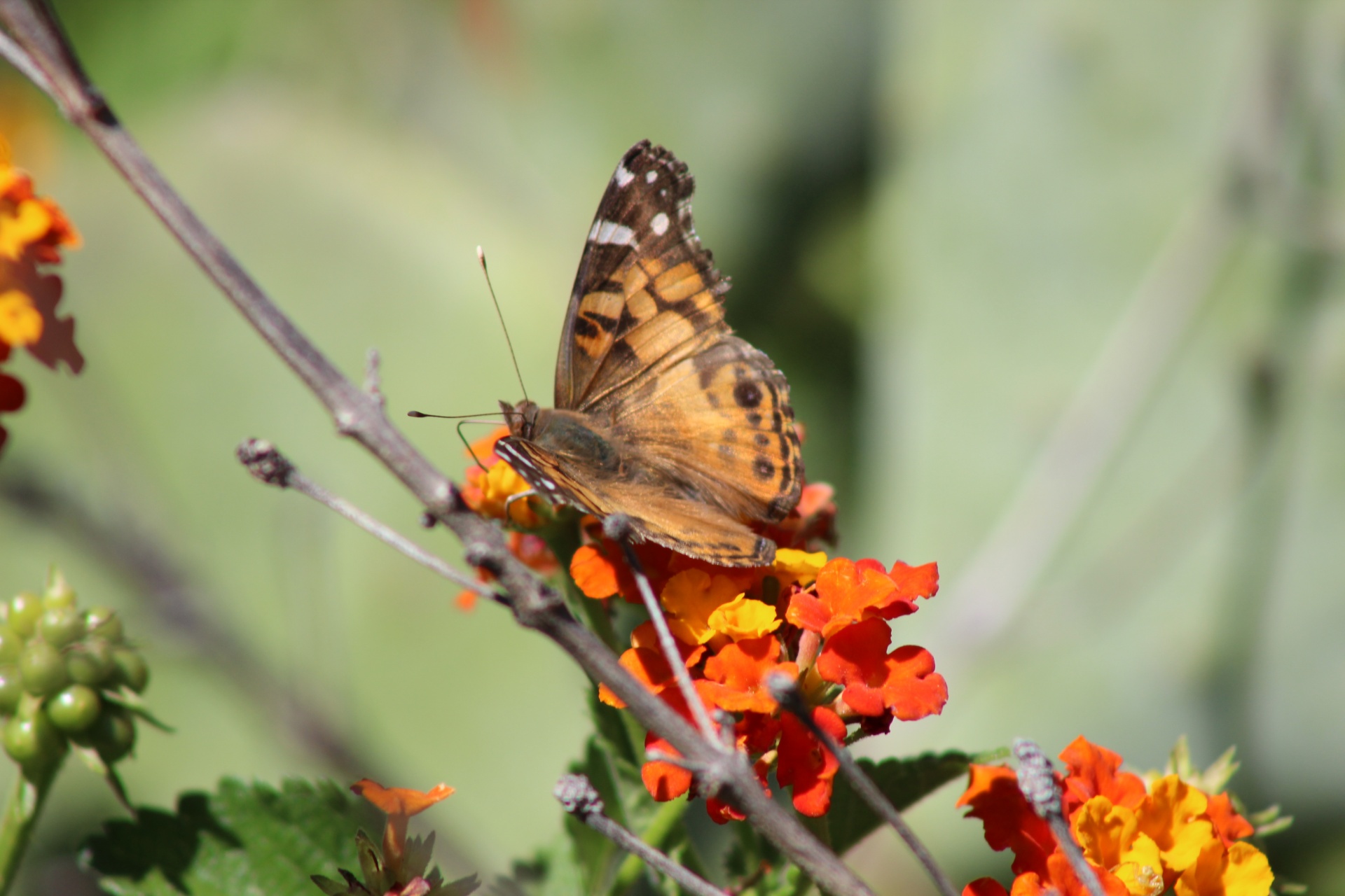 american painted lady free photo