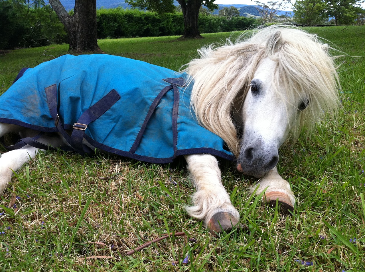 shetland pony horse free photo