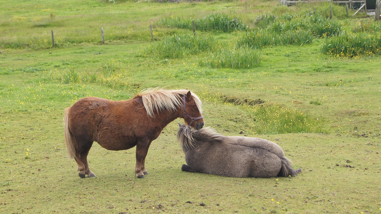 shetland  shetland pony  two ponies free photo
