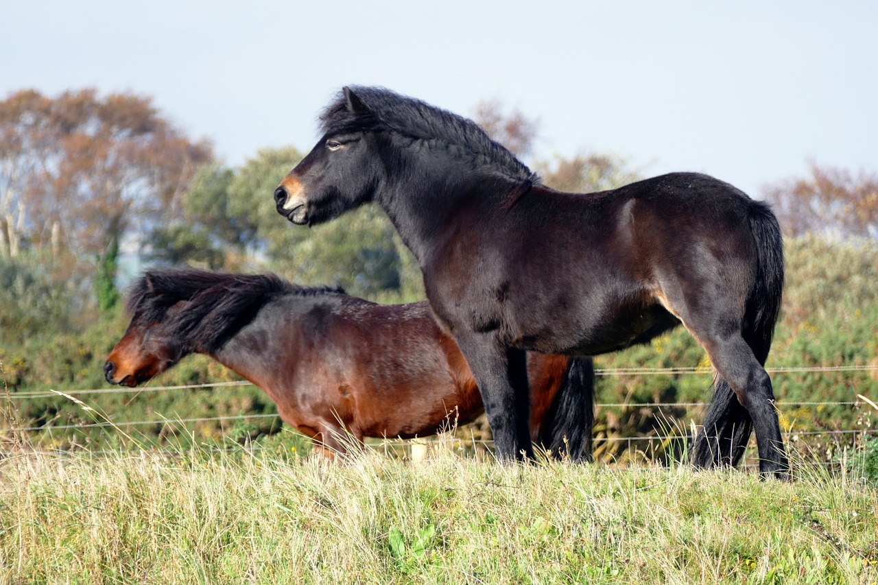 shetland ponies horses pony free photo