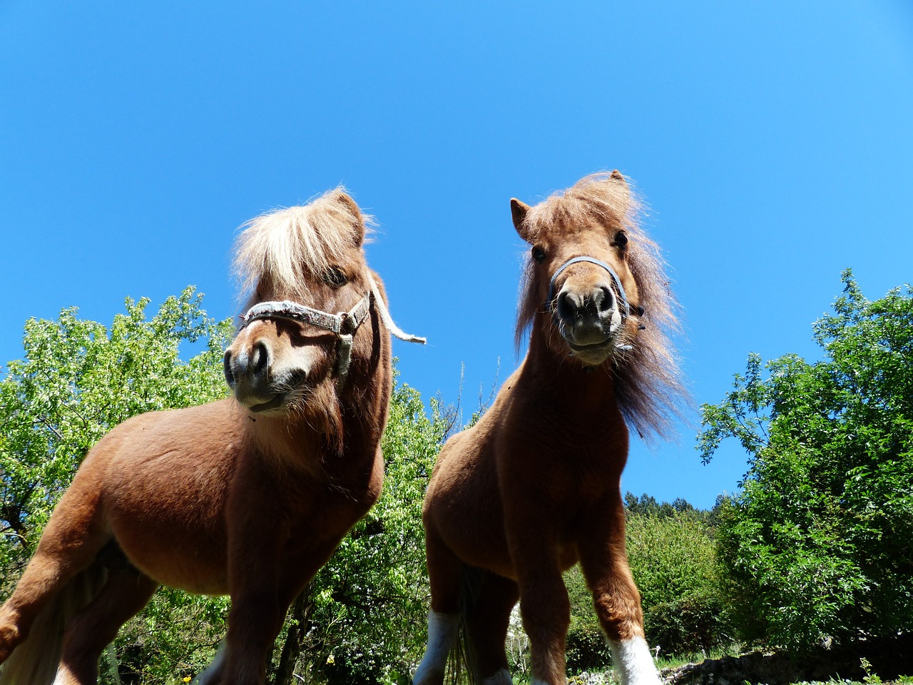 shetland ponies ponies wuschelig free photo