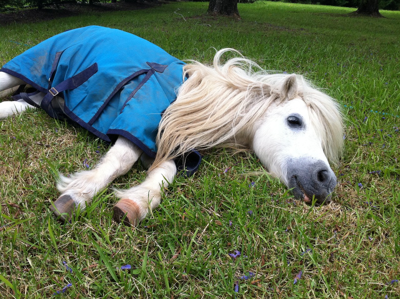 shetland pony horse nap free photo