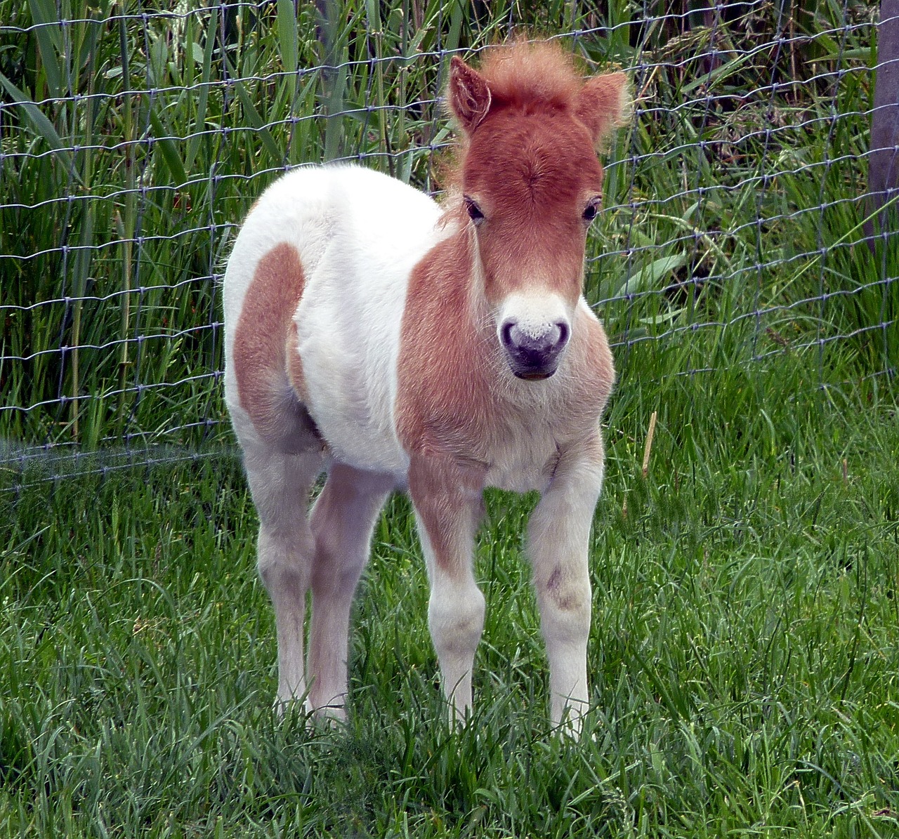 shetland pony foal mini pony free photo