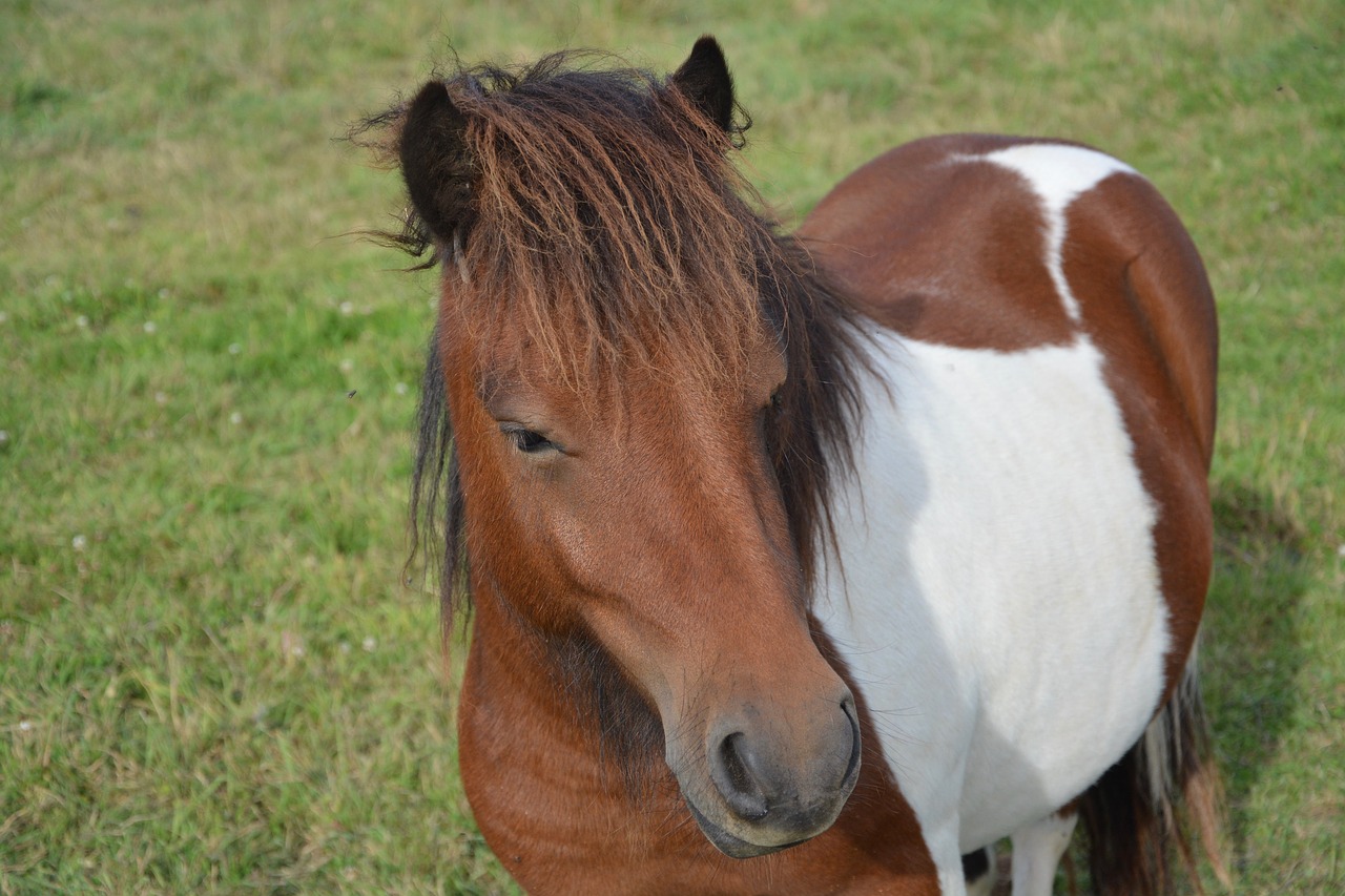shetland pony small horse portrait free photo