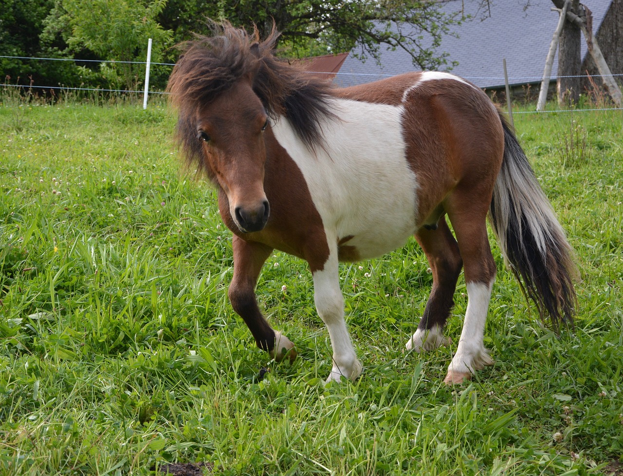 shetland pony mini horse mane free photo