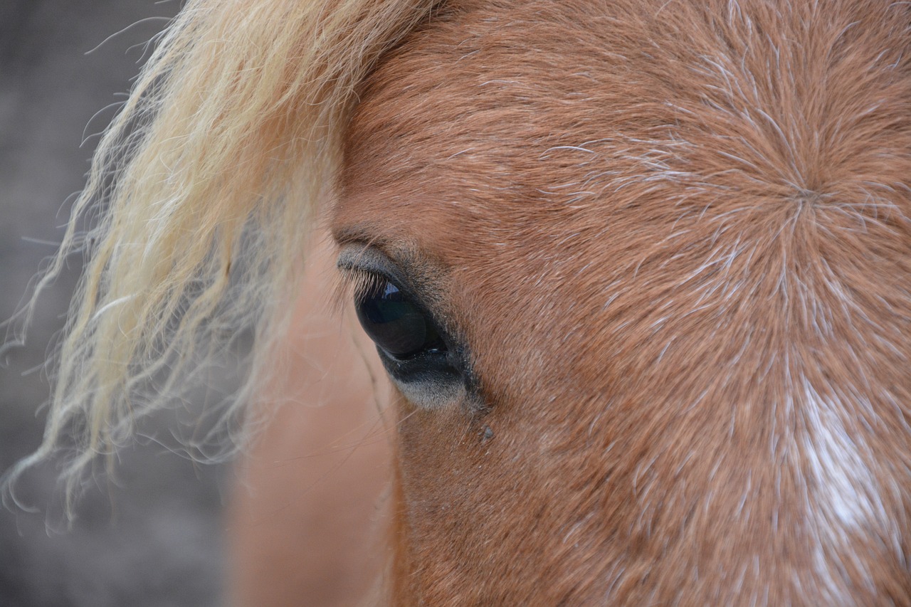 shetland pony œil keen eye free photo