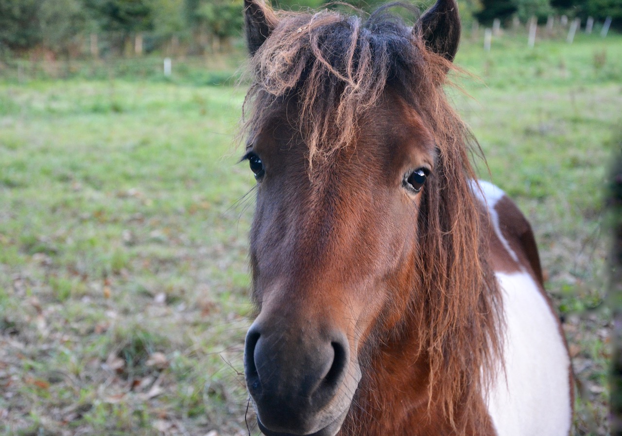 shetland pony dress walk small horse brown white free photo