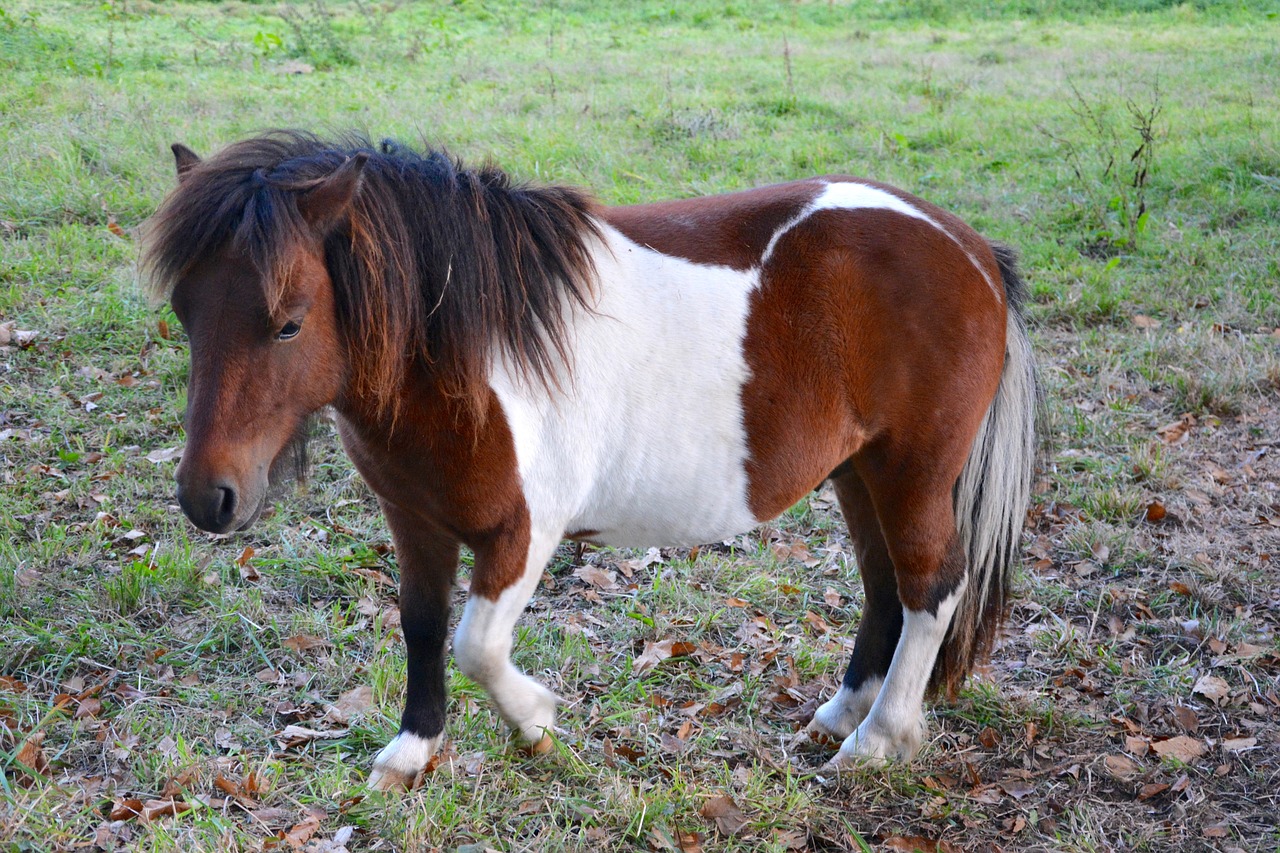 shetland pony small horse color walk free photo