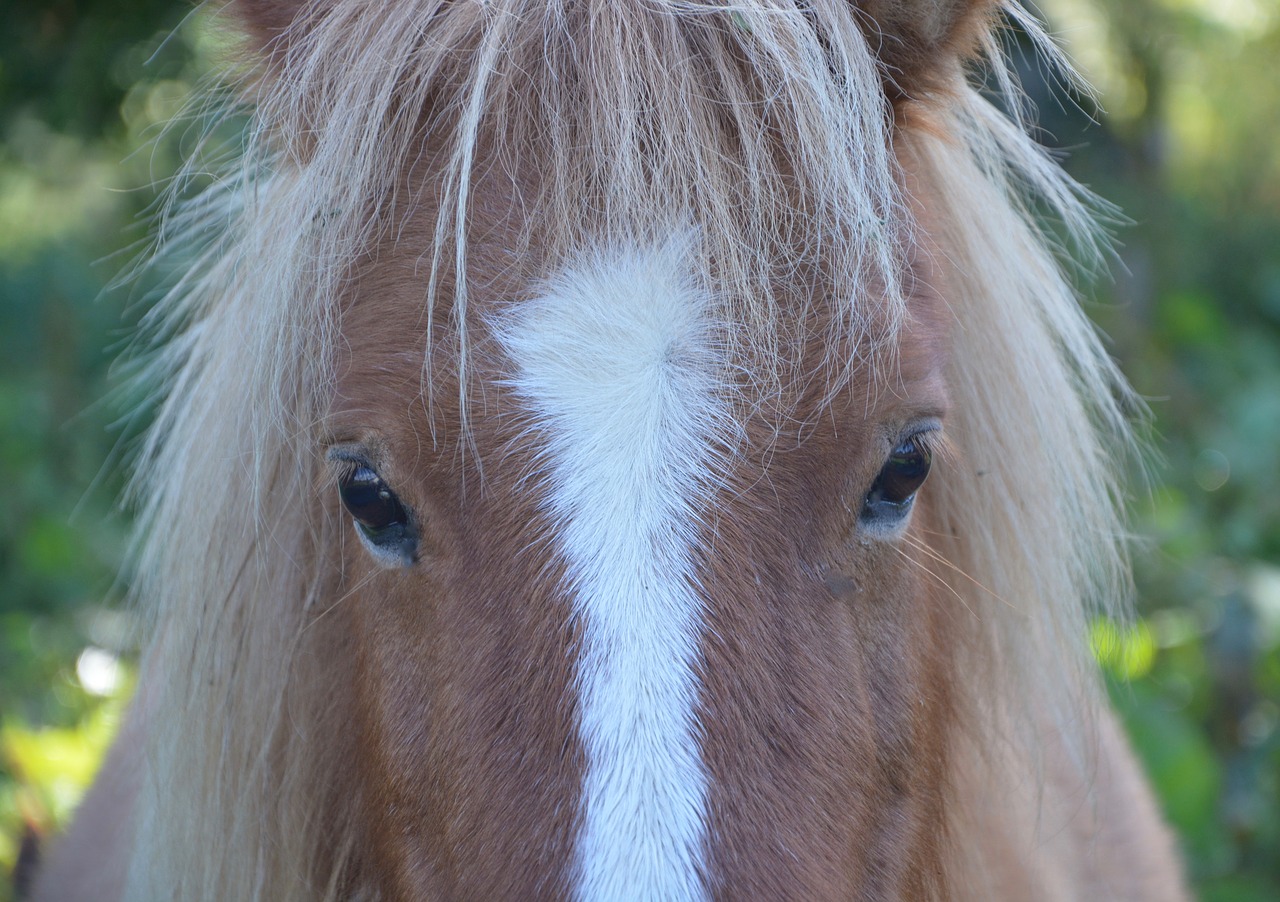 shetland pony small horse next to horse free photo
